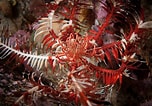 Image result for "antedon Petasus". Size: 152 x 106. Source: www.seawater.no
