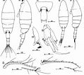 Image result for "paraeuchaeta Barbata". Size: 119 x 106. Source: copepodes.obs-banyuls.fr
