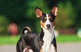 Image result for Basenji Hund. Size: 165 x 106. Source: www.hundeo.com