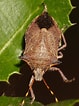 Image result for "procerus Armatus". Size: 79 x 106. Source: www.biodiversidadvirtual.org