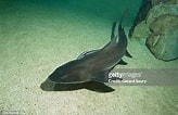 Image result for "triakis Megalopterus". Size: 164 x 106. Source: www.gettyimages.dk