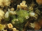 Image result for "hymedesmia Mamillaris". Size: 146 x 106. Source: doris.ffessm.fr