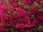 Image result for "bougainvillea Pyramidata". Size: 143 x 106. Source: horticulture.co.uk