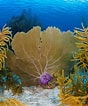 Afbeeldingsresultaten voor "gorgonia Ventalina". Grootte: 88 x 106. Bron: www.dreamstime.com