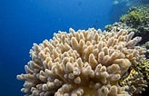 Image result for Zachte koralen Grootte. Size: 164 x 106. Source: nl.dreamstime.com