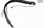 Image result for "macrostomias Longibarbatus". Size: 170 x 106. Source: www.fishbiosystem.ru