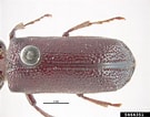 Image result for "megamphopus Cornutus". Size: 135 x 106. Source: www.invasive.org