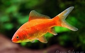 Image result for Carassius auratus. Size: 170 x 106. Source: www.beke.co.nz