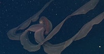 Image result for "stygiomedusa Gigantea". Size: 204 x 106. Source: www.pinterest.com