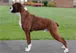 Image result for Boxer Dog. Size: 152 x 106. Source: www.spockthedog.com