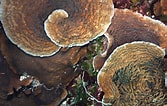 Image result for Agaricia grahamae Geslacht. Size: 167 x 106. Source: www.pinterest.com