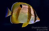 Image result for "chaetodon Hoefleri". Size: 167 x 106. Source: id.pinterest.com
