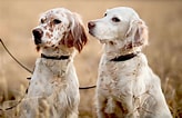Image result for Engelsk Setter. Size: 164 x 106. Source: www.dailypaws.com
