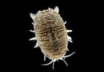 Image result for Thyropus Sphaeroma Familie. Size: 152 x 106. Source: uk.inaturalist.org