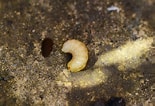 Image result for "beaked Larva". Size: 155 x 106. Source: currituck.ces.ncsu.edu