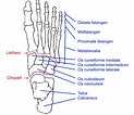 Image result for kamster Soort Anatomie. Size: 123 x 106. Source: www.surgeryassistant.nl