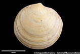 Image result for "loripes Lacteus". Size: 158 x 106. Source: naturalhistory.museumwales.ac.uk
