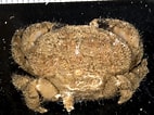 Afbeeldingsresultaten voor "actaeodes Hirsutissimus". Grootte: 142 x 106. Bron: calphotos.berkeley.edu
