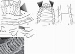 Afbeeldingsresultaten voor Anobothrus gracilis. Grootte: 147 x 106. Bron: www.researchgate.net
