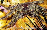 Image result for "plagusia Tuberculata". Size: 164 x 106. Source: www.marinelifephotography.com