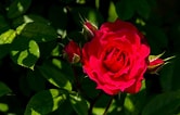 Image result for 赤い薔薇. Size: 166 x 106. Source: www.pakutaso.com