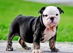 Image result for Engelsk Bulldog. Size: 146 x 106. Source: animal-council.blogspot.com
