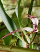 "praxillura Longissima" ପାଇଁ ପ୍ରତିଛବି ଫଳାଫଳ. ଆକାର: 82 x 106। ଉତ୍ସ: www.orchidroots.com