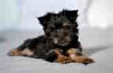 Billedresultat for Silky Terrier. størrelse: 164 x 106. Kilde: www.greenfieldpuppies.com