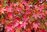 Tamaño de Resultado de imágenes de Red Maple Leaves.: 152 x 106. Fuente: www.thespruce.com