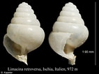 Afbeeldingsresultaten voor "limacina retroversa Balea". Grootte: 142 x 106. Bron: www.marinespecies.org