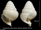 Image result for "limacina Retroversa". Size: 143 x 106. Source: www.marinespecies.org