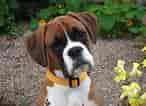 Bildresultat för Boxer Dog. Storlek: 146 x 106. Källa: animalsbreeds.com