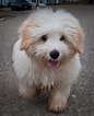 Image result for Coton De Tulear. Size: 86 x 106. Source: www.thepetowners.com