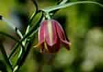Image result for "fritillaria Gracilis". Size: 150 x 106. Source: www.pinterest.com