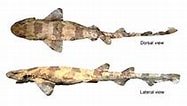 Afbeeldingsresultaten voor Freckled catshark. Grootte: 187 x 106. Bron: www.fishbase.se