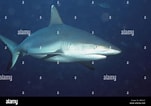 Image result for "carcharhinus Wheeleri". Size: 151 x 106. Source: www.alamy.com