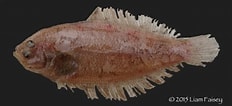 "arnoglossus Laterna" に対する画像結果.サイズ: 232 x 106。ソース: adriaticnature.com