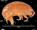 Image result for "orchomenella Gerulicorbis". Size: 130 x 106. Source: www.alamy.com