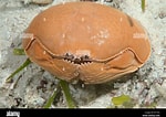Image result for "calappa Angusta". Size: 150 x 106. Source: www.alamy.com
