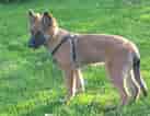 Image result for Belgisk hyrdehund. Size: 137 x 106. Source: www.hundegalleri.dk