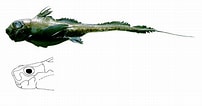 Image result for Hydrolagus mirabilis Anatomie. Size: 202 x 106. Source: fishbiosystem.ru