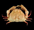 Image result for "calappa Bicornis". Size: 120 x 106. Source: www.crustaceology.com