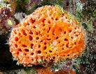 Image result for "rissoa Porifera". Size: 137 x 106. Source: amazing-shorts-news.blogspot.com