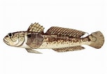 Afbeeldingsresultaten voor Zosterisessor ophiocephalus Anatomie. Grootte: 153 x 106. Bron: www.illustratedwildlife.com