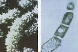 Afbeeldingsresultaten voor "eurynome Spinosa". Grootte: 157 x 106. Bron: ipmworld.umn.edu