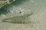 Image result for "palaemon Serratus". Size: 162 x 106. Source: www.flickr.com