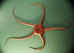 Image result for "ophiura Ophiura". Size: 148 x 106. Source: www.marlin.ac.uk