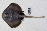 Image result for Neoraja caerulea Anatomie. Size: 162 x 106. Source: shark-references.com