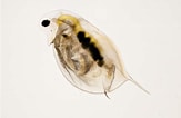 Image result for "clausophyes Galeata". Size: 163 x 106. Source: www.shetlandlochs.com