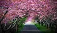 mida de Resultat d'imatges per a cerezos en flor Sakura.: 183 x 106. Font: articulo.mercadolibre.com.mx